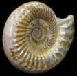 Wide Jurassic Ammonite Fossil - Madagascar #59612-3